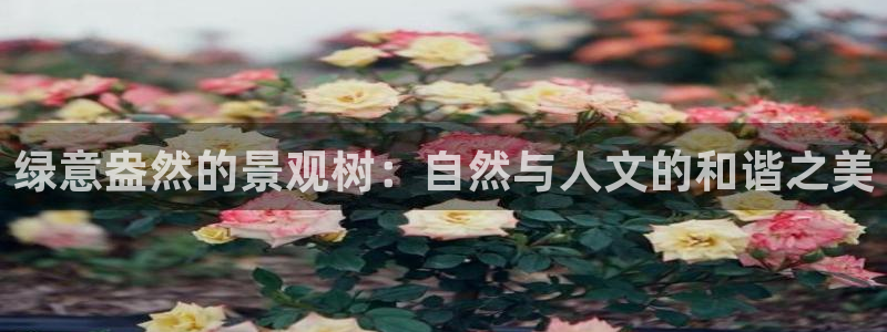 新宝gg__