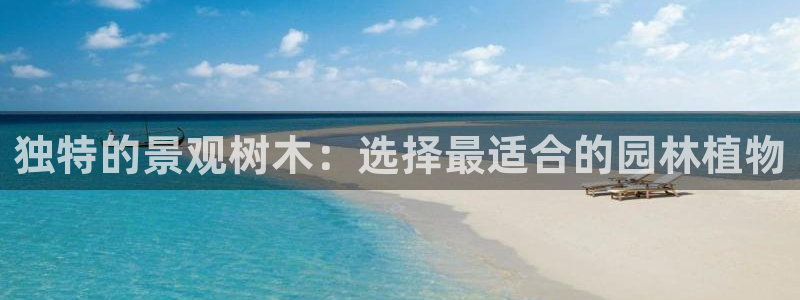 正版新宝gg