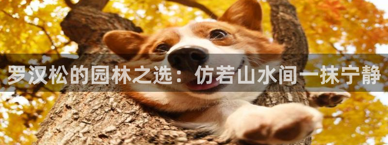 新宝gg.：罗汉松的园林之选：仿若山水间一抹宁静