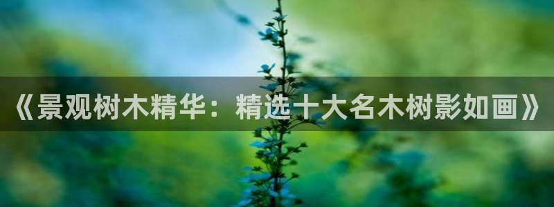 新宝gg棋牌