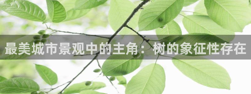 新宝GG程355051：最美城市景观中的主角：树的象征性存在