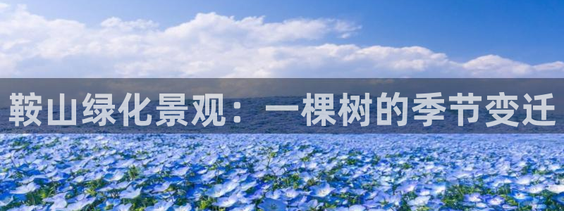 新宝GG登录③：鞍山绿化景观：一棵树的季节变迁