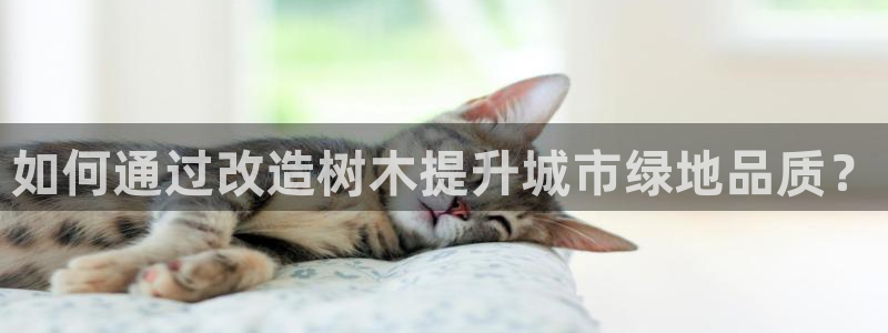 手机新宝gg