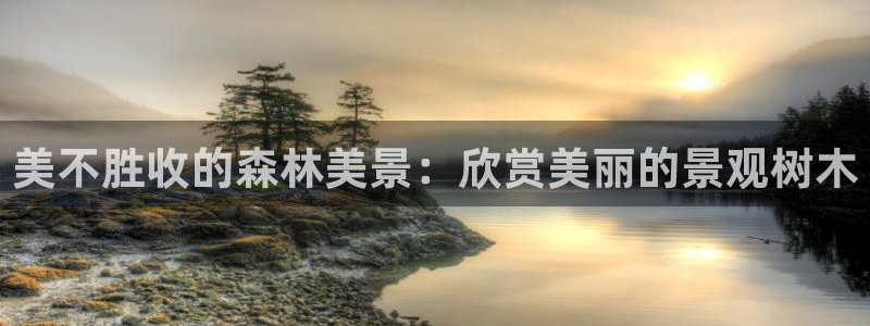新宝gg主管开：美不胜收的森林美景：欣赏美丽的景观树木