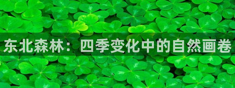 新宝GG槐78778：东北森林：四季变化中的自然画卷