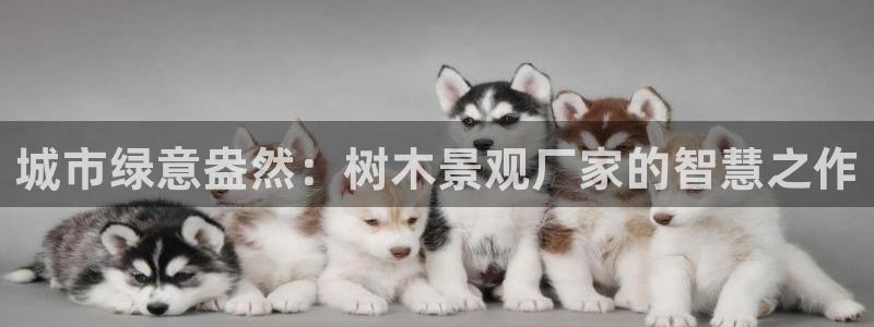 新宝gg软件