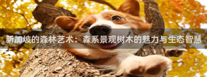 新宝gg娱乐怎么样