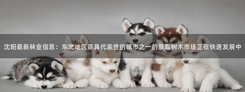 新宝gg找回账号：沈阳最新林业信息：东北地区最具代表性的城市之一的景观树木市场正在快速发展中